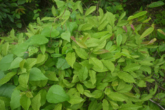 Embelia basaal
